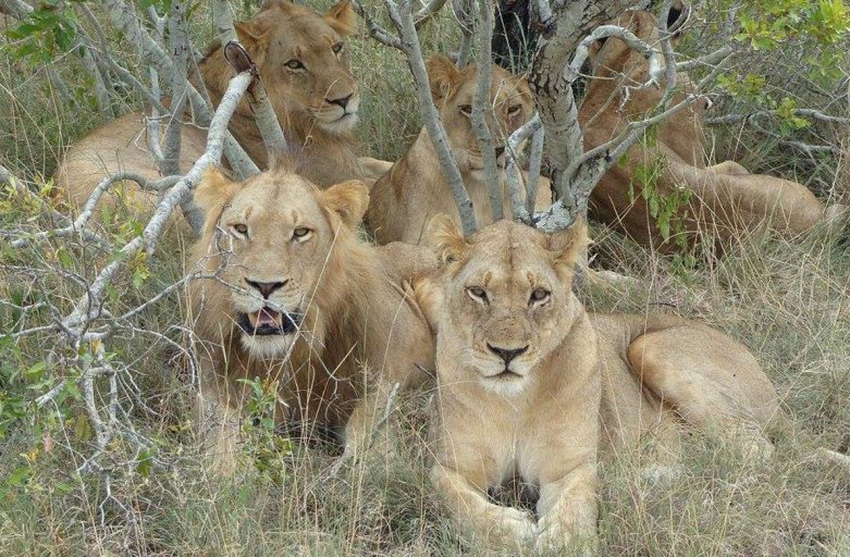 Südafrika
